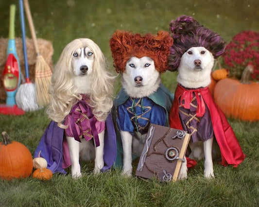 Halloween Safety Tips For Your Pets