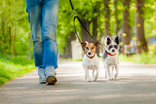 The Joy and Benefits of Dog Walking: A Pet Owner's Guide