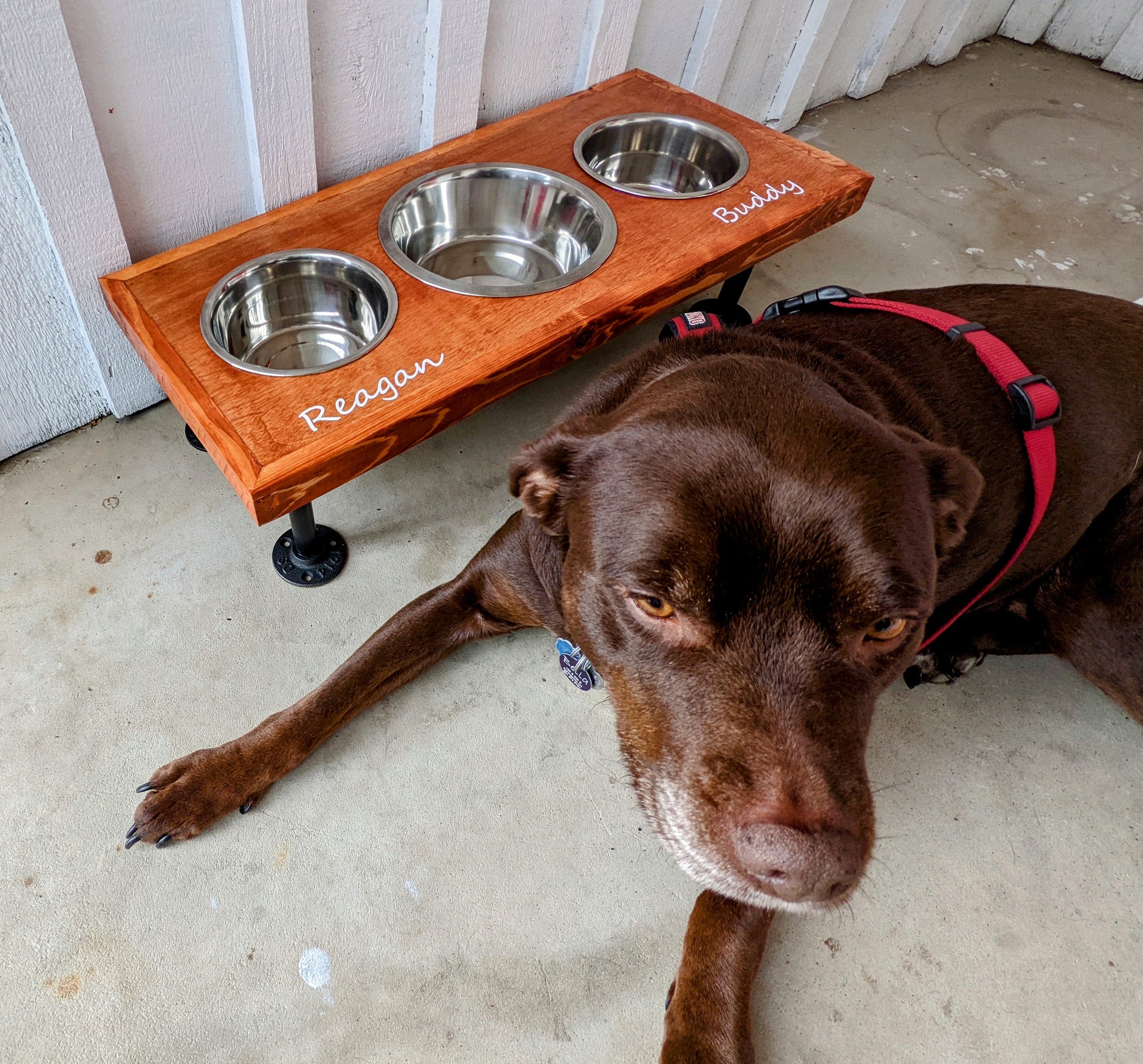 Standing Dog Bowl Feeder – JJwoodworking